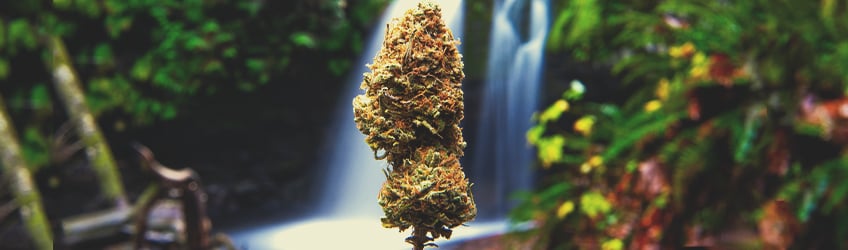 10 Mythen über Marihuana entlarvt