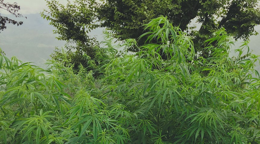 Slang-Begriffe für die Cannabispflanze