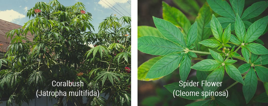 Pflanzen, die Cannabis ähnlich sehen