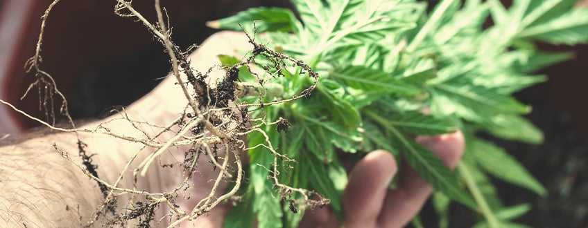Enthalten Cannabiswurzeln Cannabinoide oder Terpene?