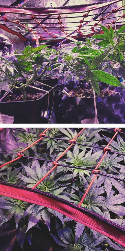 ScrOG mit anderen Cannabis-Trainingstechniken verbessern ScrOG mit anderen Cannabis-Trainingstechniken verbessern