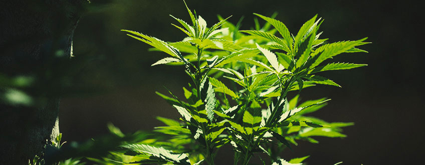 Wie man Cannabispflanzen von drinnen nach draußen bringt