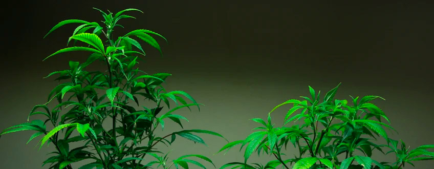 Vergleich Topping Cannabis Pflanze