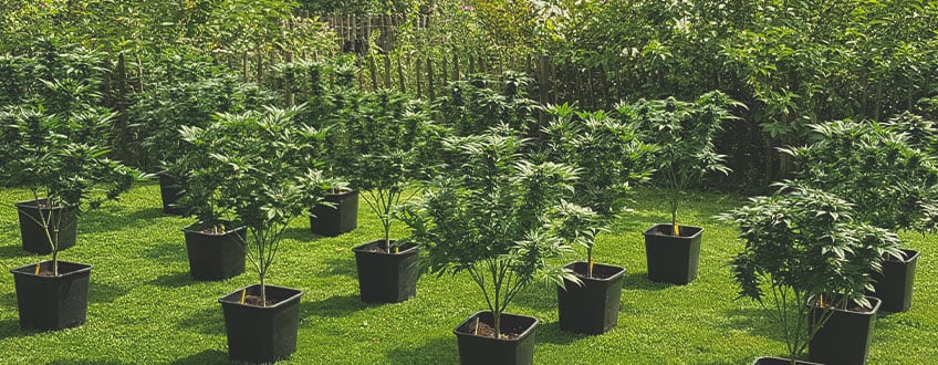 Was versteht man unter nachhaltigem Cannabis-Anbau?