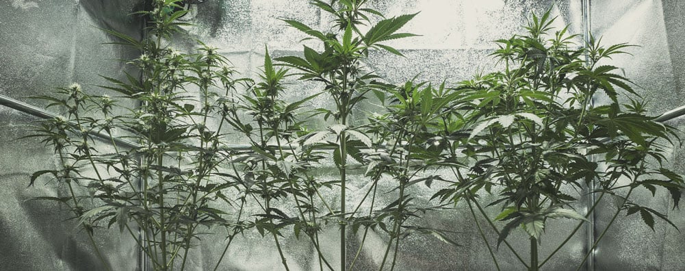Warum wird meine Cannabispflanze groß und dünn?
