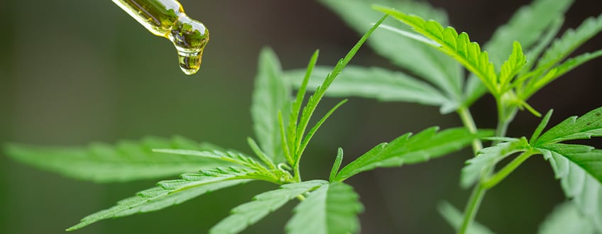 Warum produziert Cannabis von Natur aus diese Substanzen?
