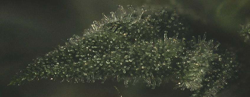 DIE WICHTIGKEIT VON TERPENEN IN CANNABIS DIE WICHTIGKEIT VON TERPENEN IN CANNABIS
