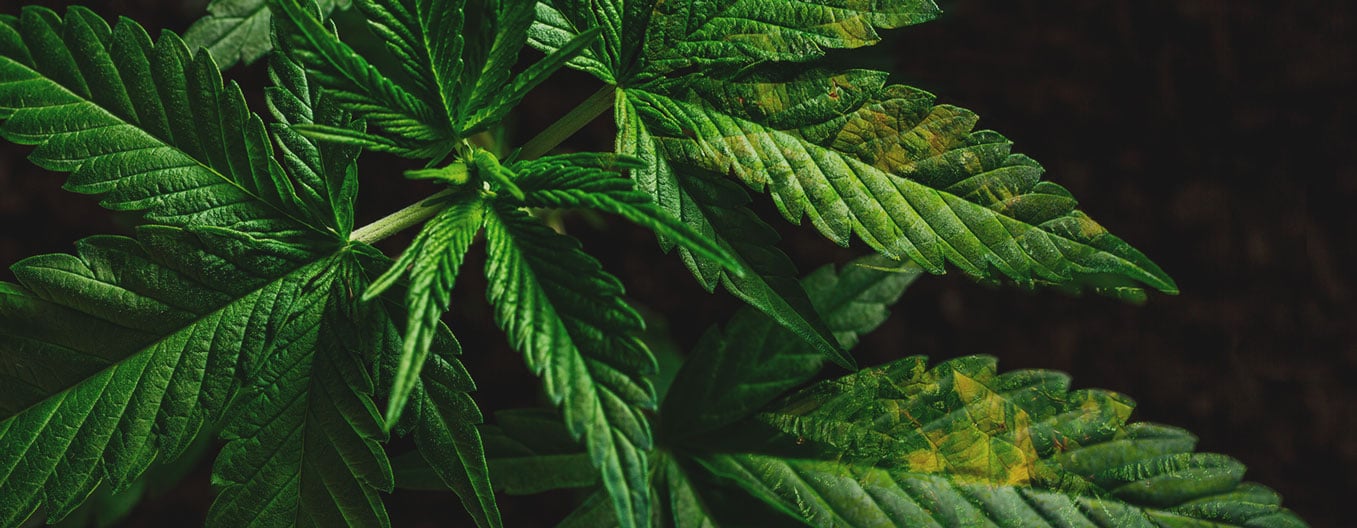 What Cannabis Leaves Can Tell You