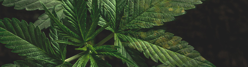 CANNABIS AILMENTS CANNABIS AILMENTS