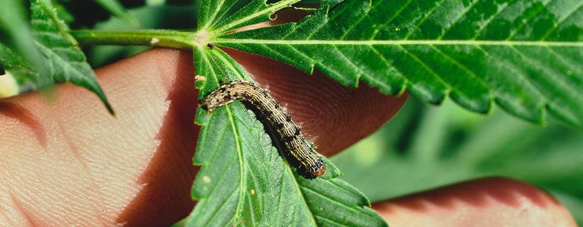 WIE MAN RAUPEN VON CANNABISPFLANZEN ENTFERNT