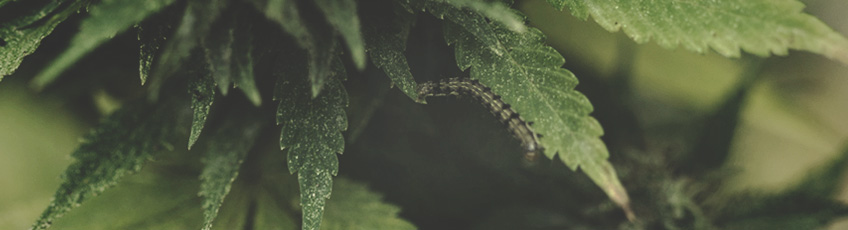 CANNABIS AILMENTS CANNABIS AILMENTS
