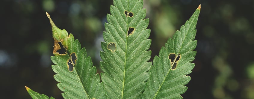 WERDEN RAUPEN MEINE CANNABISPFLANZEN UMBRINGEN?