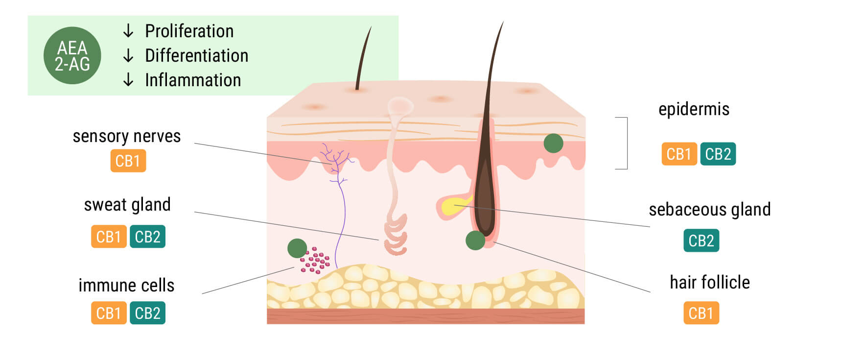 Das Endocannabinoid-System in der Haut