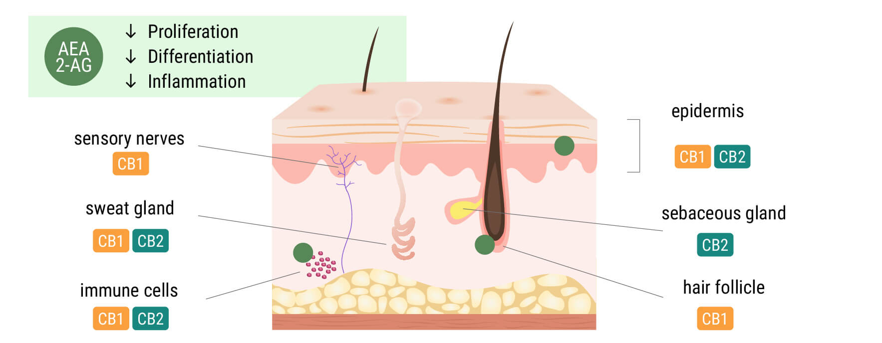 Das Endocannabinoid-System in der Haut Das Endocannabinoid-System in der Haut