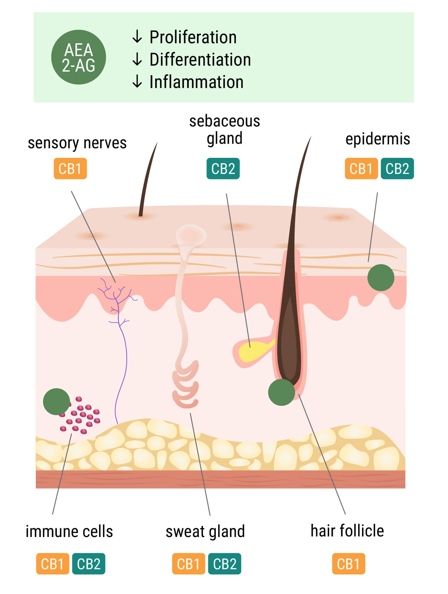 Das Endocannabinoid-System in der Haut Das Endocannabinoid-System in der Haut