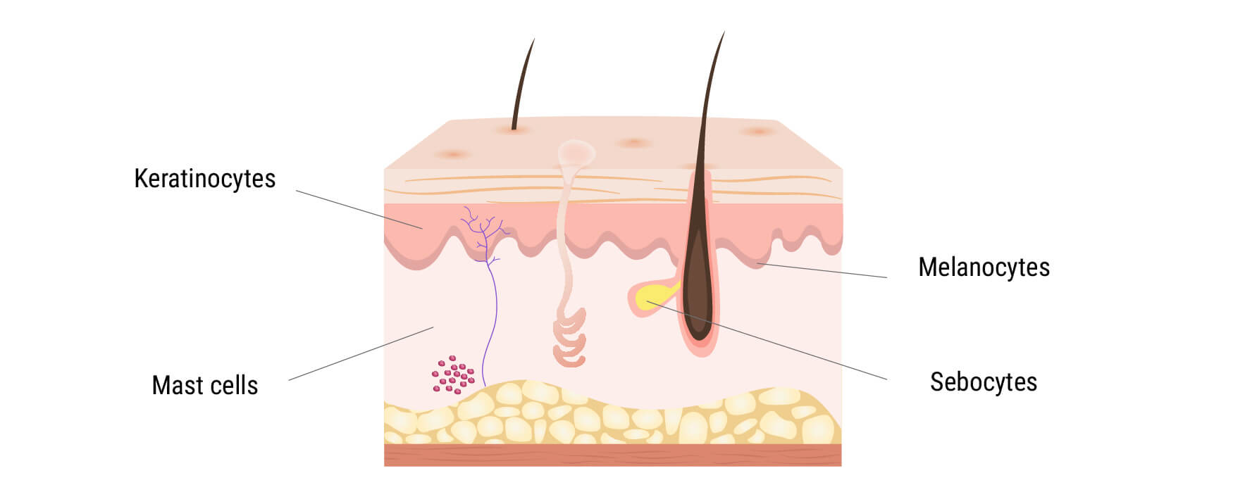 Das Endocannabinoid-System in der Haut Das Endocannabinoid-System in der Haut