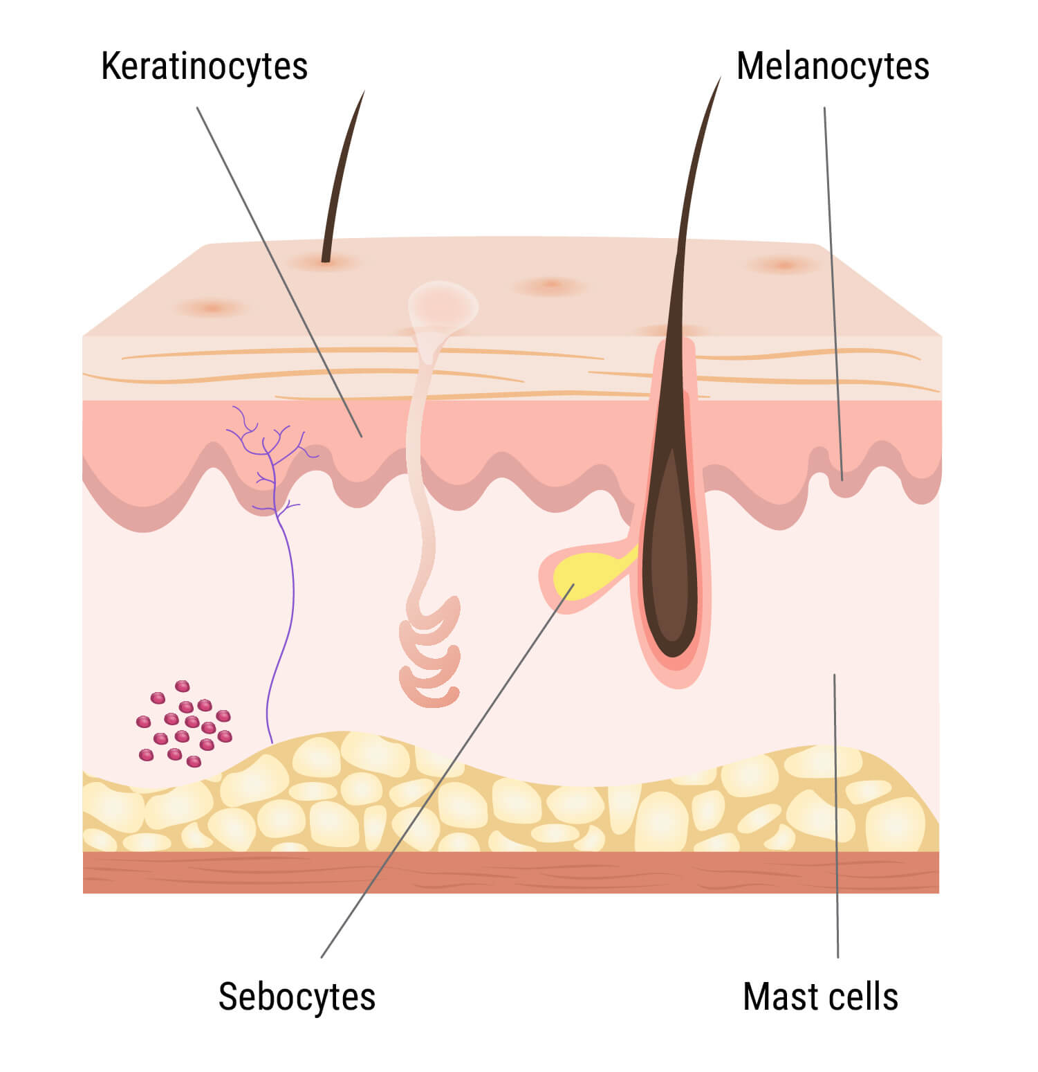 Das Endocannabinoid-System in der Haut Das Endocannabinoid-System in der Haut