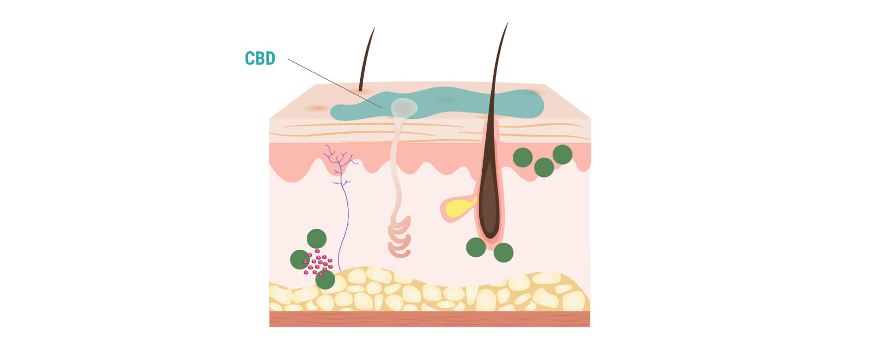 Wie CBD mit der Haut interagiert Wie CBD mit der Haut interagiert