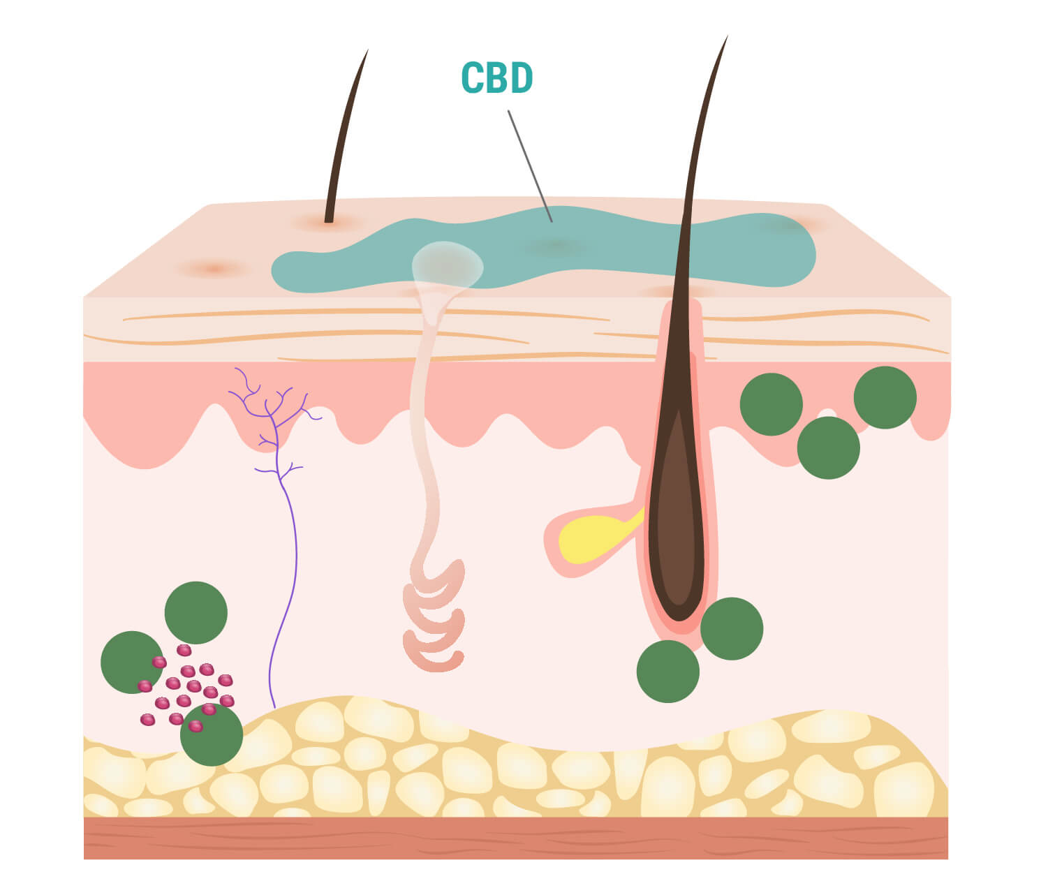 Wie CBD mit der Haut interagiert
