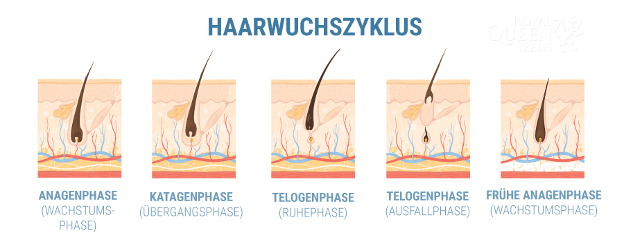 KANN CBD BEI HAARVERLUST HELFEN?