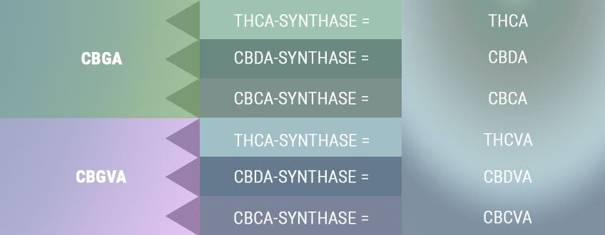 BIOSYNTHESE ERZEUGT DIE SÄUREFORMEN DER PRIMÄREN CANNABINOIDE BIOSYNTHESE ERZEUGT DIE SÄUREFORMEN DER PRIMÄREN CANNABINOIDE