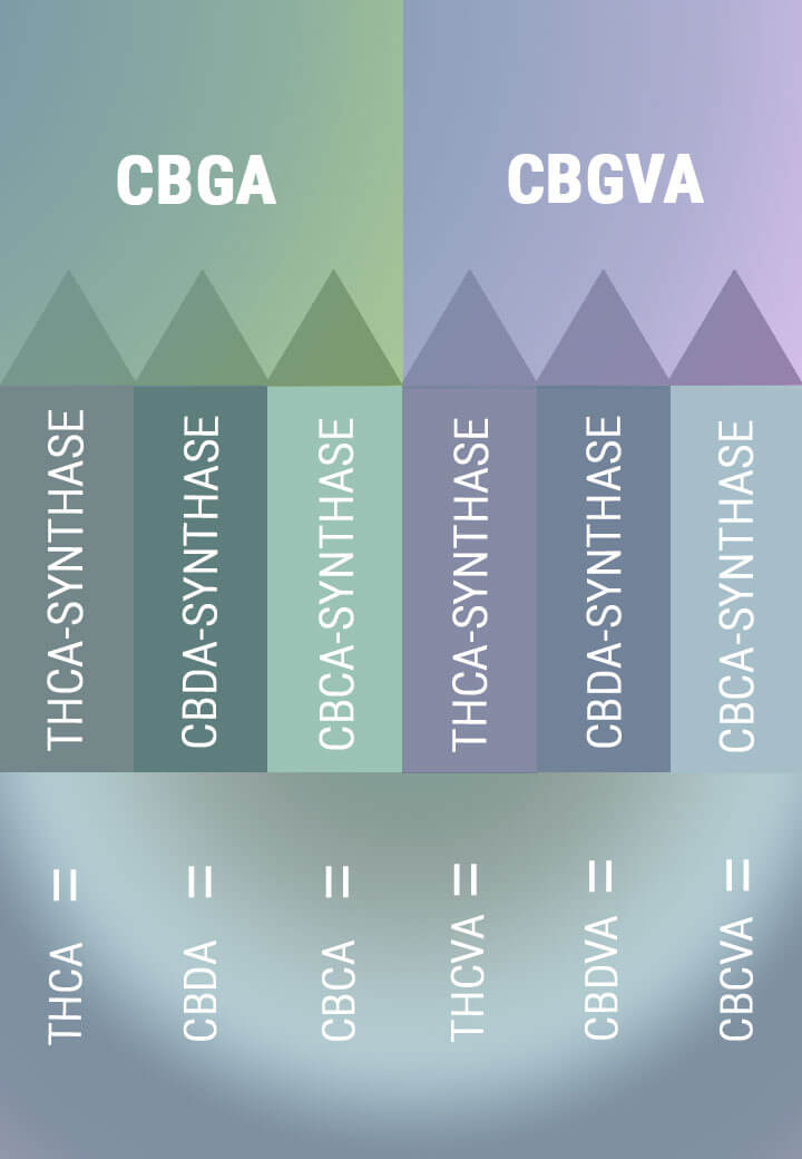 Biosynthese von CBG