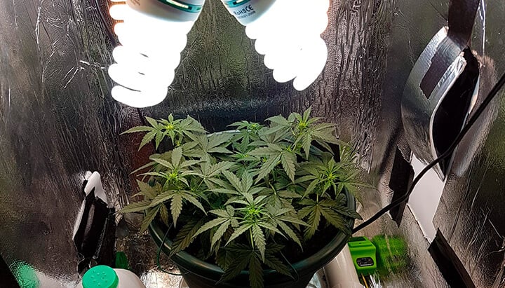 CFL light weed cultivation