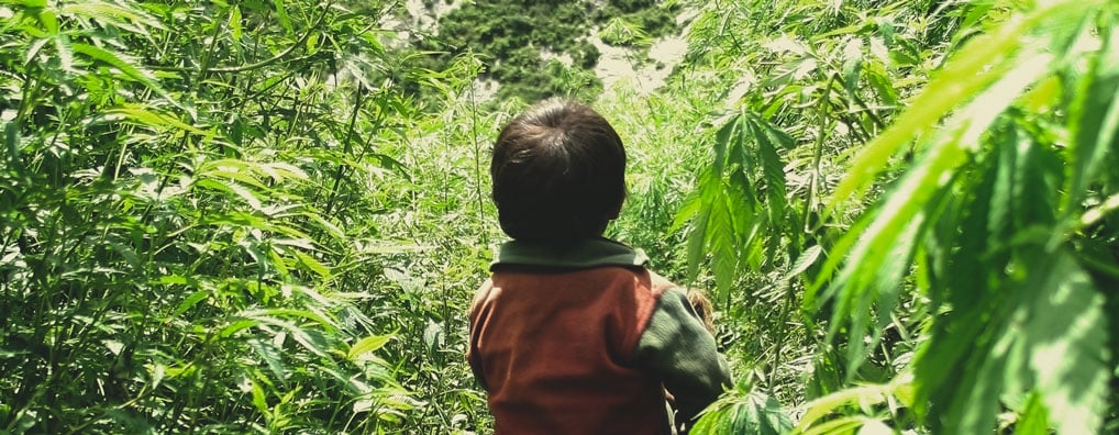 Macht Cannabis Eltern lustlos und energiearm, was den Fokus stört, den man braucht, um sich um Kinder zu kümmern?