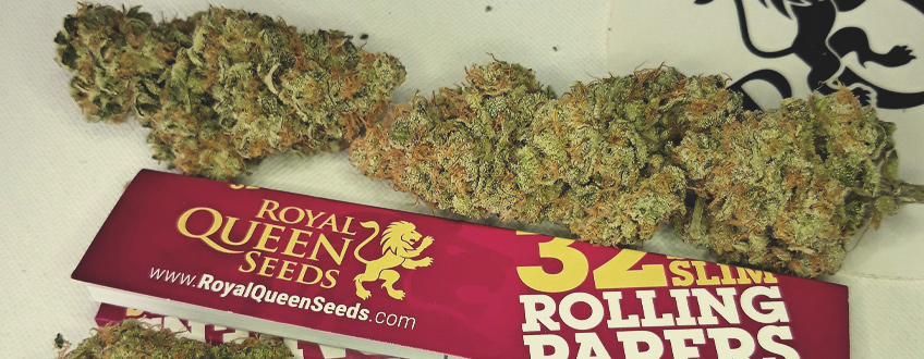 Chocolate Haze Chocolate Haze