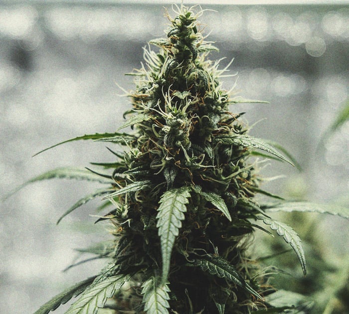 Bild einer Cannabis-Pflanze in der Blütephase, die eine dichte und harzige Hauptknospe in ihrer Entwicklungsstufe zeigt.