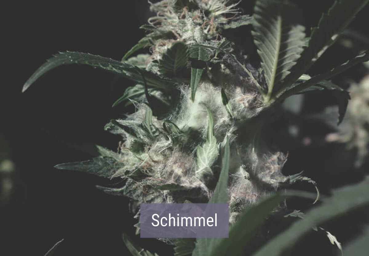 Wie kaltes Wetter Cannabispflanzen beeinflusst