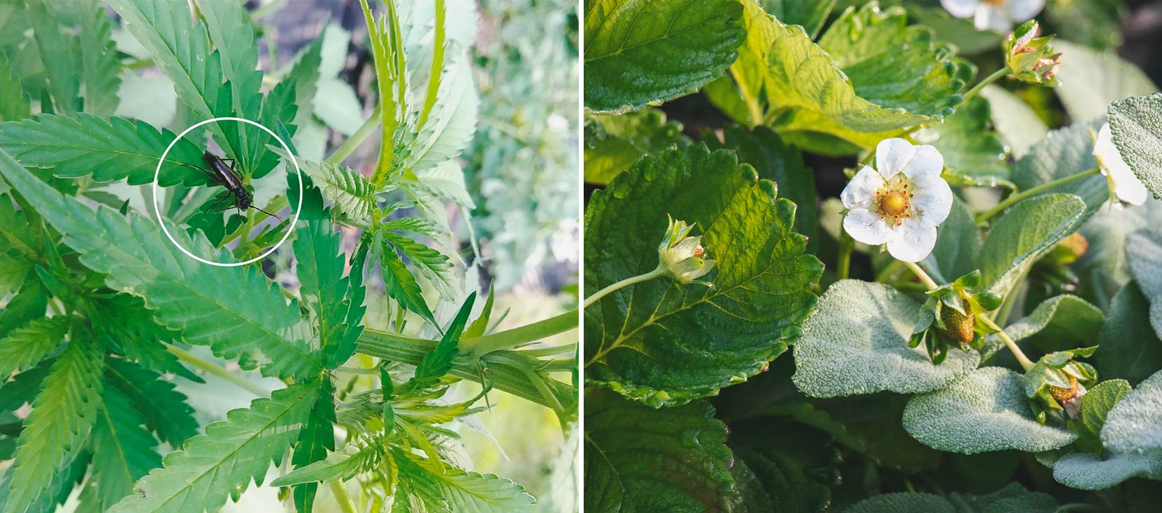 Keep Crickets Away From Your Cannabis Plants Keep Crickets Away From Your Cannabis Plants