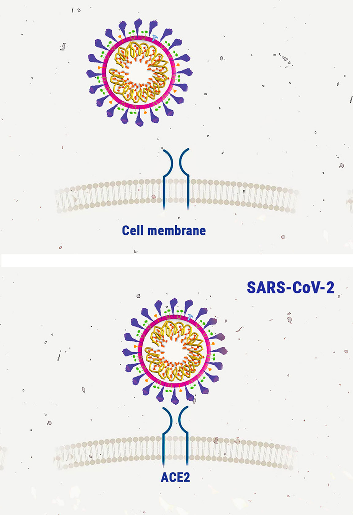 Cannabis und Coronavirus: ein Blick auf die Wissenschaft Cannabis und Coronavirus: ein Blick auf die Wissenschaft