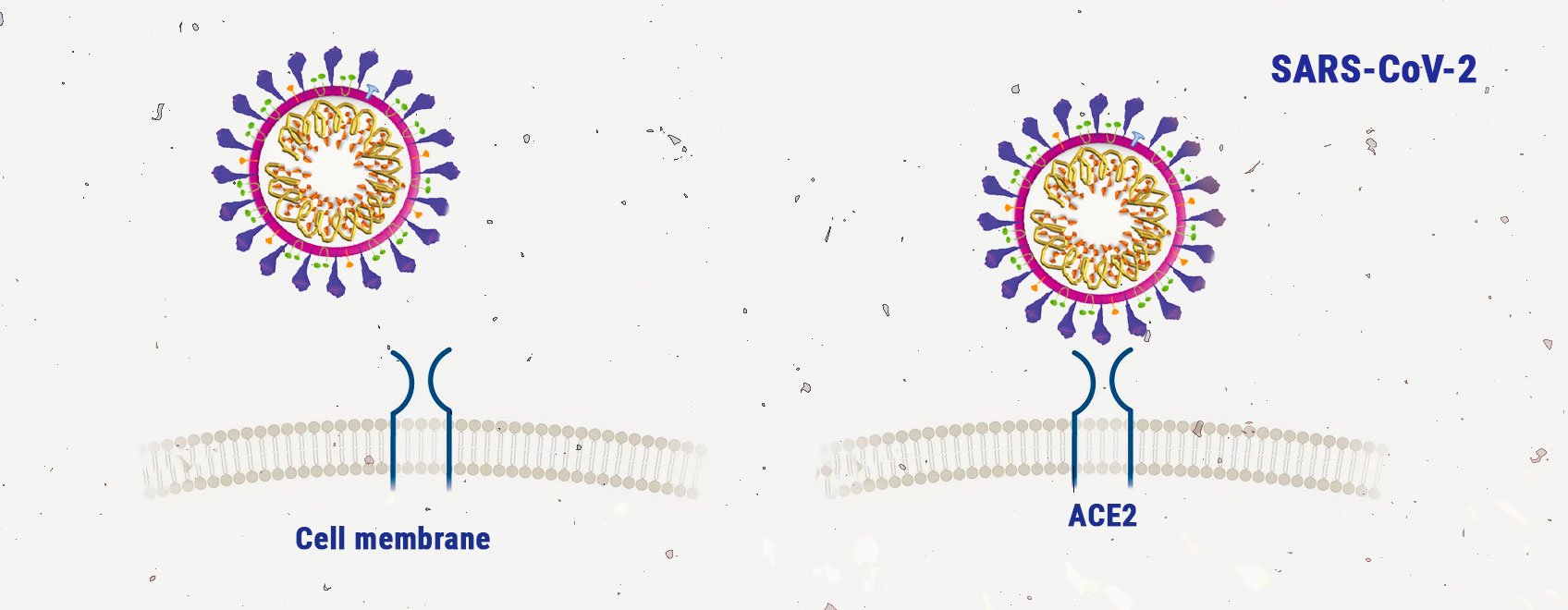 Cannabis und Coronavirus: ein Blick auf die Wissenschaft Cannabis und Coronavirus: ein Blick auf die Wissenschaft