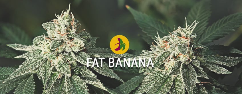 Die Größte Und Geilste Banana Kush: Fat Banana