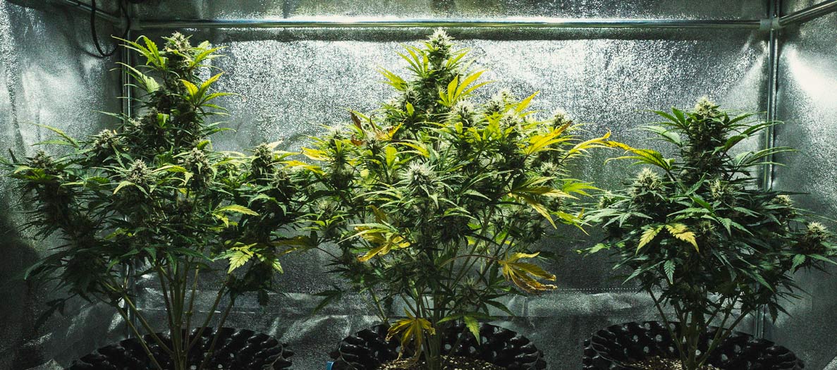 Sweet Skunk Automatic Grow-Bericht Sweet Skunk Automatic Grow-Bericht