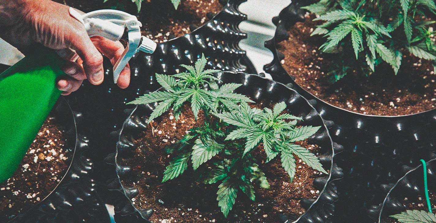 Die besten einfachen Cannabissorten für Anbauanfänger Die besten einfachen Cannabissorten für Anbauanfänger