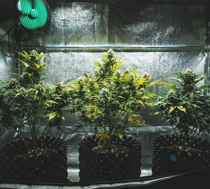 Sweet Skunk Automatic Grow-Bericht Sweet Skunk Automatic Grow-Bericht