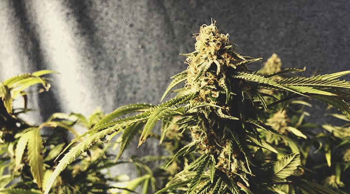 Green Crack Punch Green Crack Punch