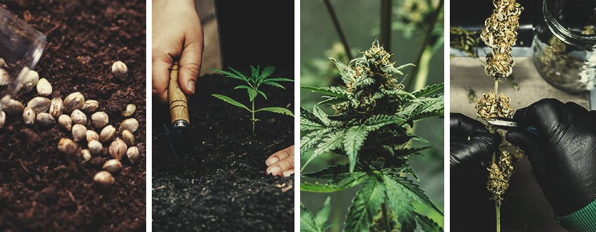 Craft Cannabis: Was Du darüber wissen solltest Craft Cannabis: Was Du darüber wissen solltest