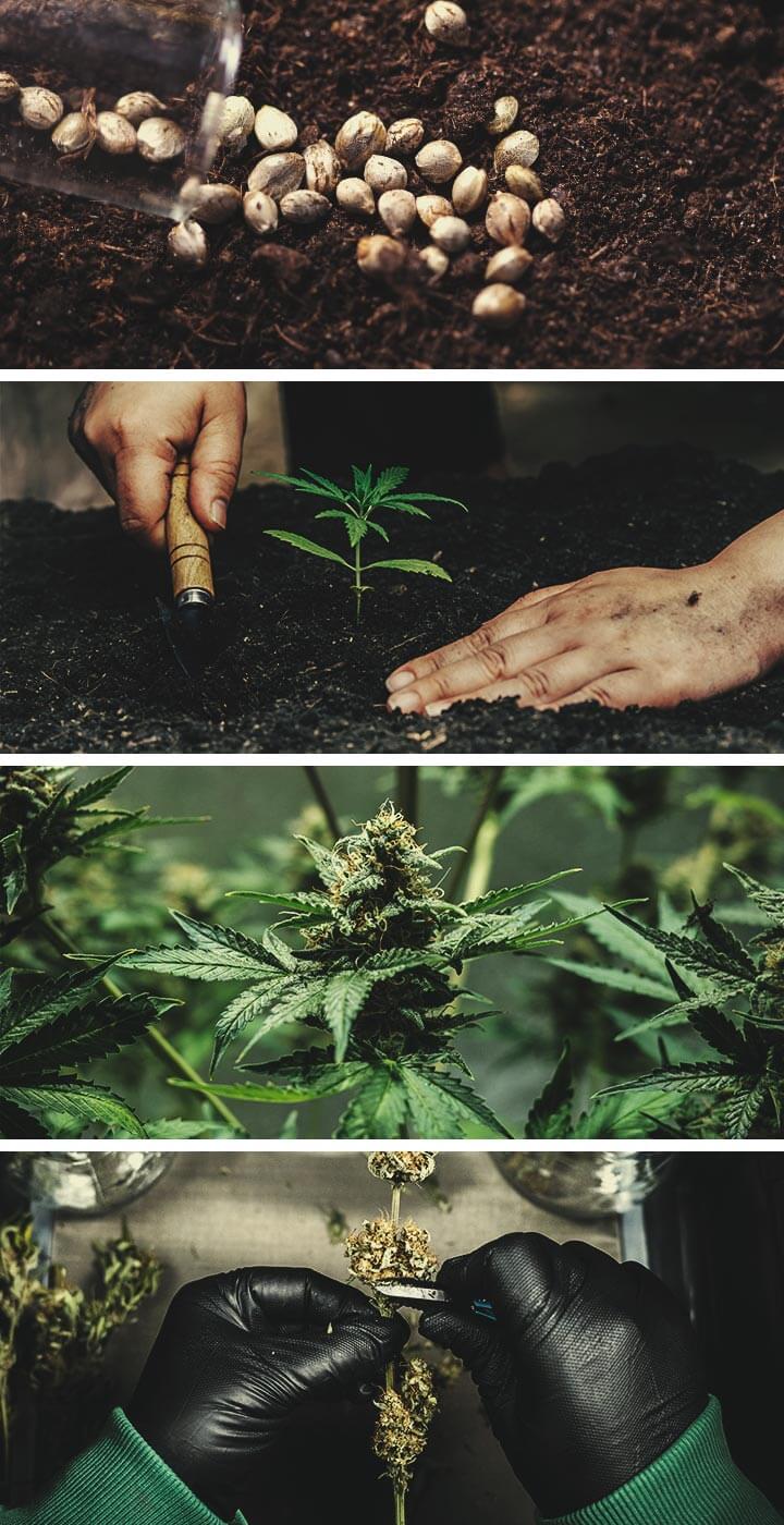 Craft Cannabis: Was Du darüber wissen solltest Craft Cannabis: Was Du darüber wissen solltest