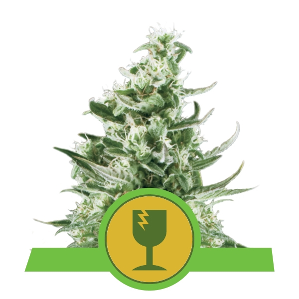 Royal Critical Automatic Royal Queen Seeds
