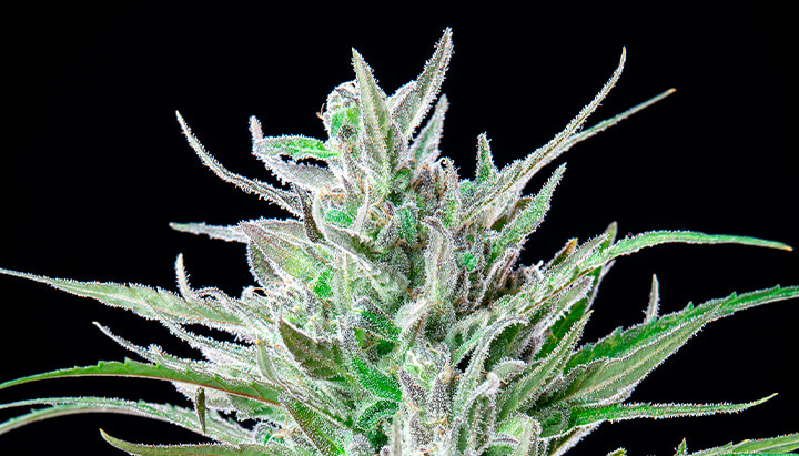 Critical Kush