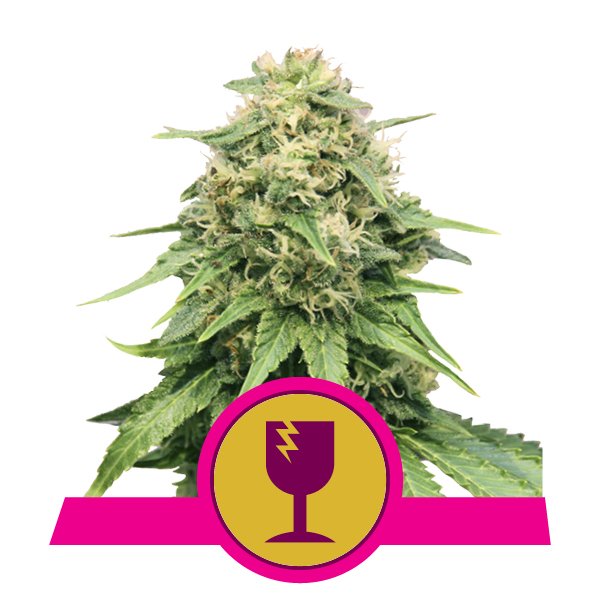 Critical Royal Queen Seeds