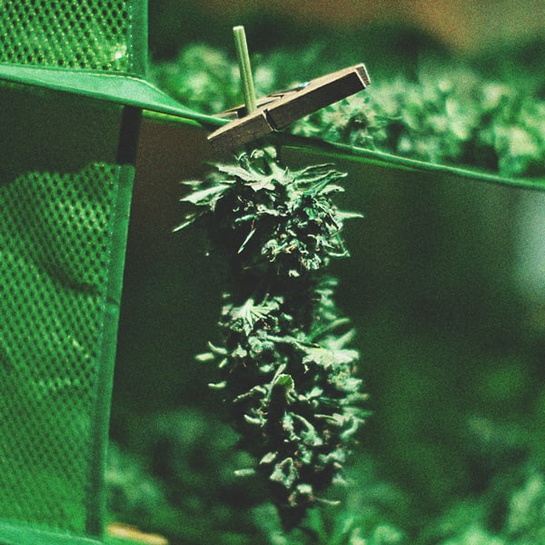 Wie man auf einem Balkon oder einer Terrasse tolles Cannabis anbaut