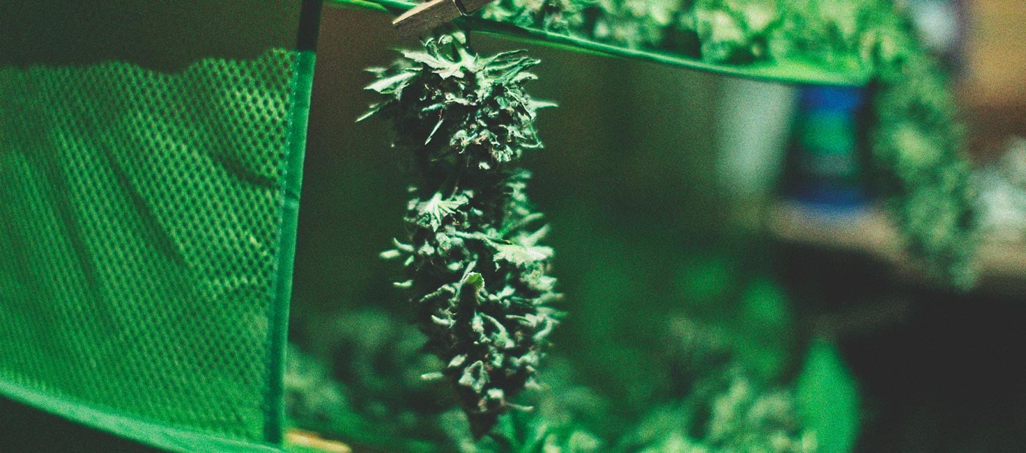 Wie man auf einem Balkon oder einer Terrasse tolles Cannabis anbaut Wie man auf einem Balkon oder einer Terrasse tolles Cannabis anbaut