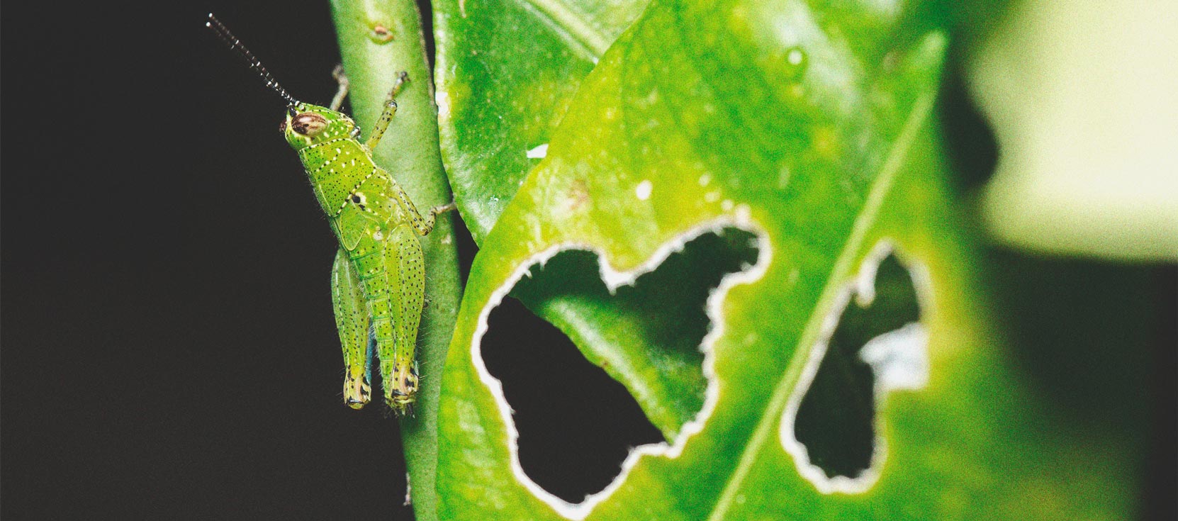 Keep Crickets Away From Your Cannabis Plants Keep Crickets Away From Your Cannabis Plants