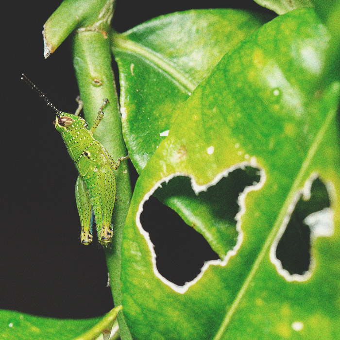 Keep Crickets Away From Your Cannabis Plants