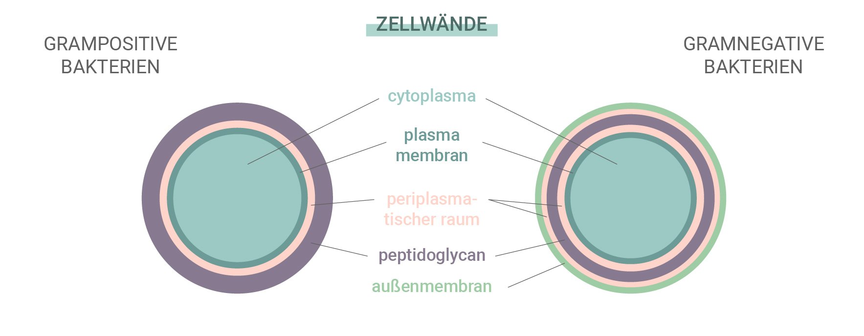 Grampositive im Vergleich zu gramnegativen Bakterien