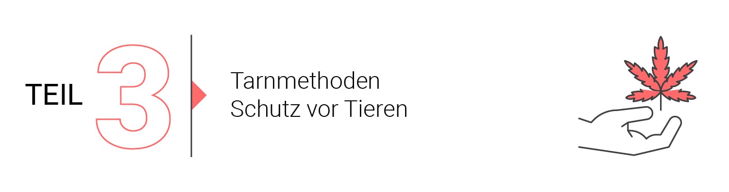 Die Grundlagen des Outdoor-Anbaus (Teil 1)